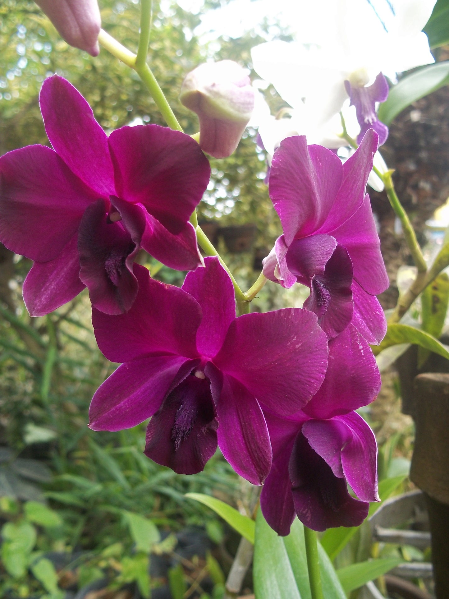 Dendrobium Genting Rose, Comes in 2" Pot, Orchids From Hawaii