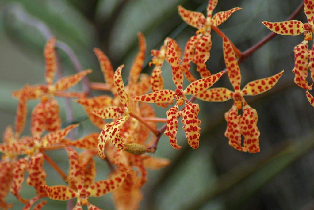 Renanthera Monachica Orchid - Aloha Hawaii Orchids
