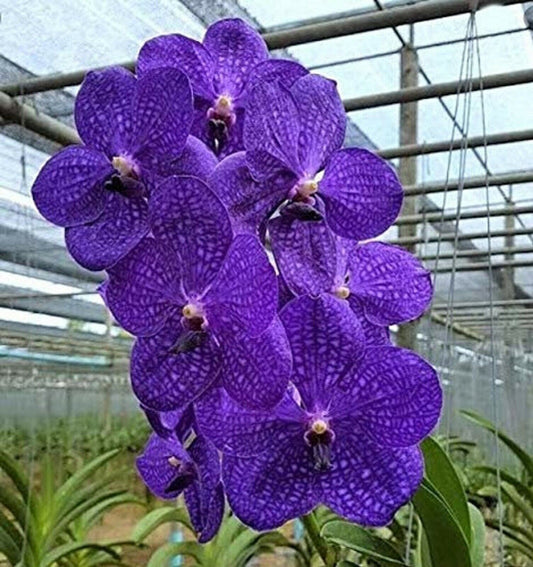 Vanda Orchid Care