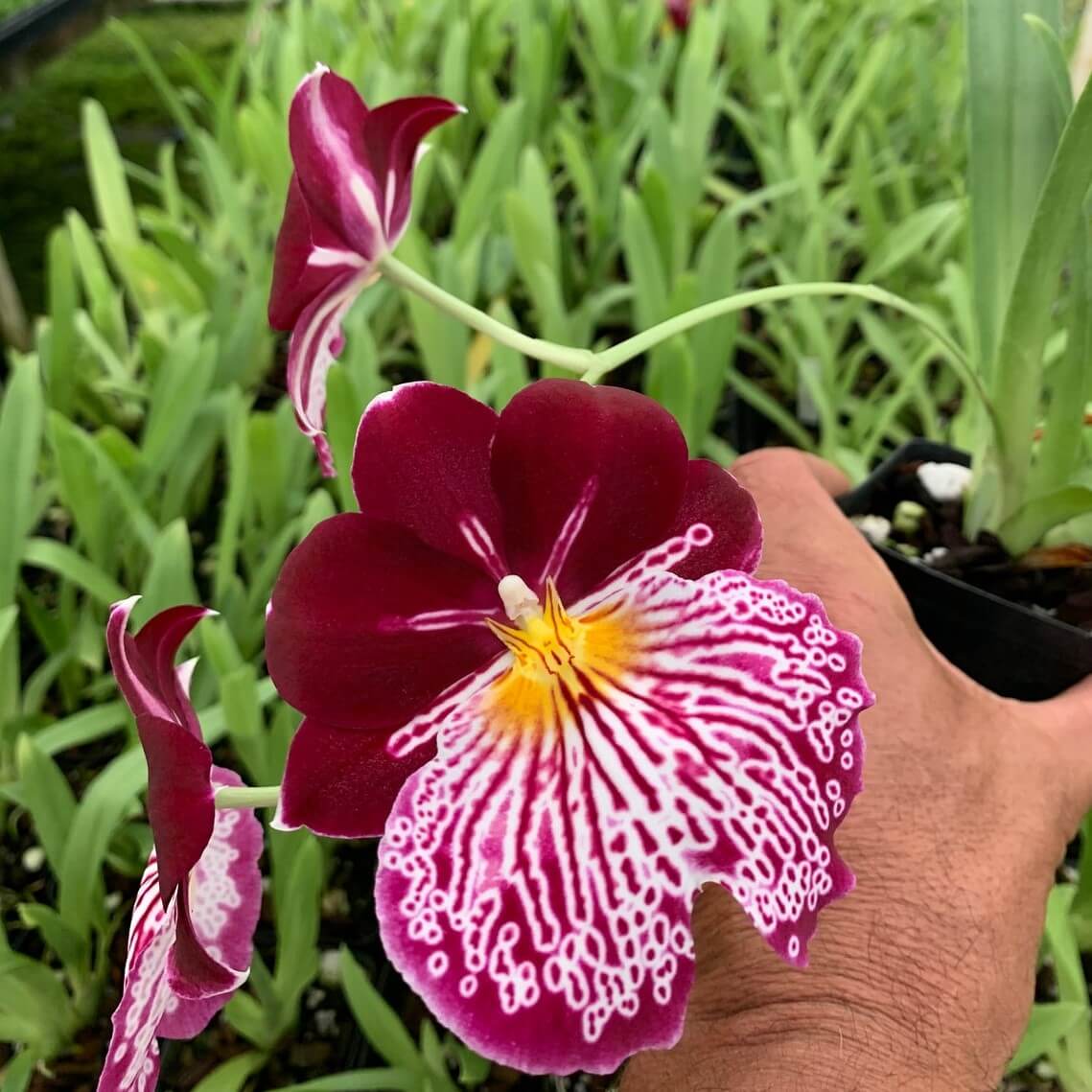 Charming Miltoniopsis Breathless ‘Florence’ Orchid Blooming Size