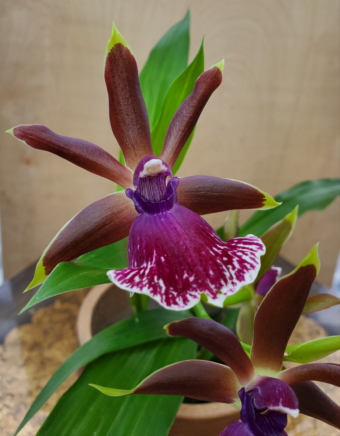 Orchid Zygopetalum Rhein Moonlight x Zygo.‘Blue Eyes’ Plant Fragrant