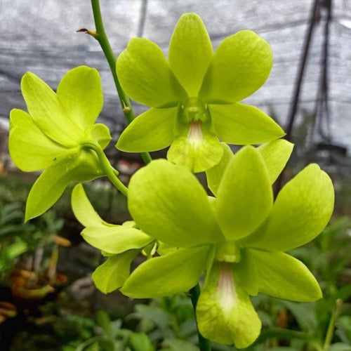 Dendrobium Aridang Green Orchid 4" Pot Blooming size - Aloha Hawaii Orchids