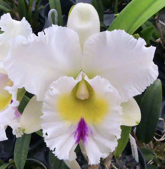 Cattleya Rlc Chomthong Fancy x Rlc Madame Edith Bongo Fragrant Comes in 2" Pot