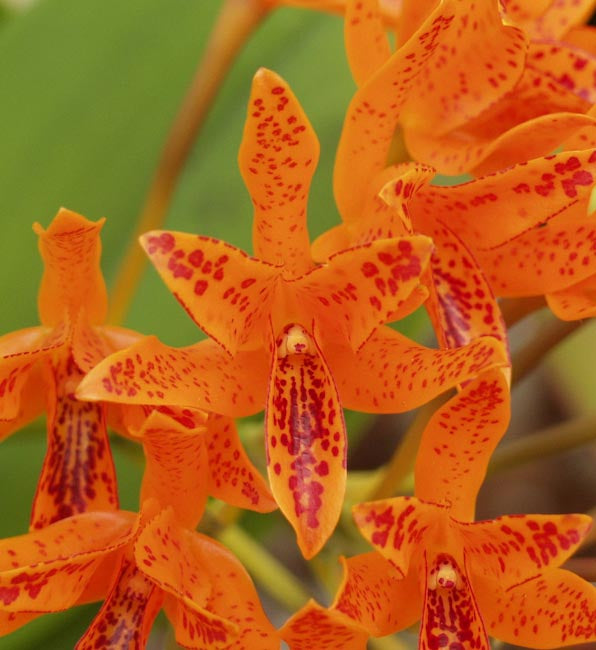 Cattleya aurantiaca Orchid – Orange Cattleya Orchid Plant - Comes in 2" Pot