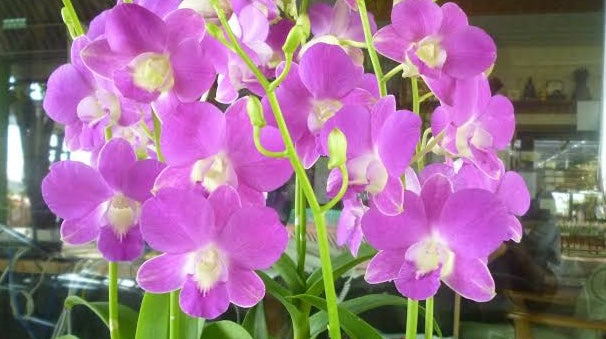 Buy Dendrobium Goddess of Love, a beautiful live Dendrobium orchid available in blooming size. A unique orchid for collectors, shipped from Hawaii.