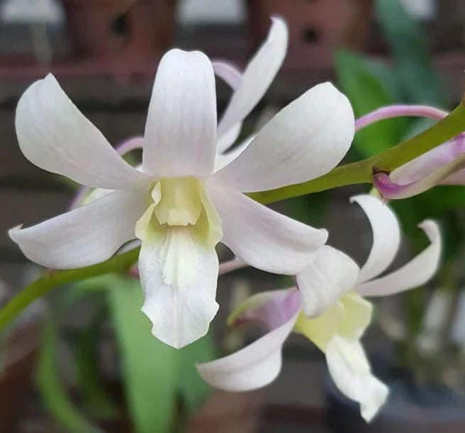Buy Dendrobium Jaquelyn Thomas ‘Uniwai Mist’, a beautiful white-flowering Dendrobium orchid developed at the University of Hawaii. Live blooming-size plant shipped from Hawaii.