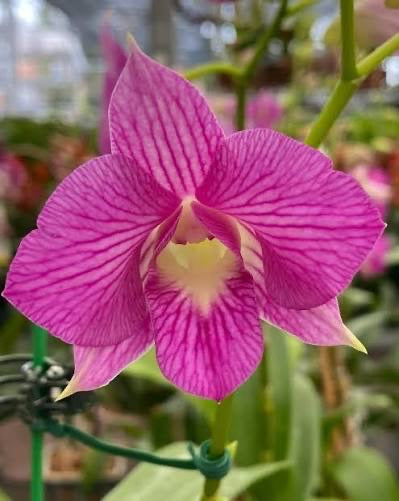 Buy Dendrobium Tanida Pink Stripe, a beautiful pink-striped Dendrobium orchid available as a healthy blooming-size live plant. Shipped from Hawaii.