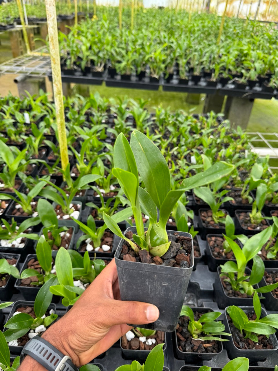 Grammatophyllum Springbloom ‘Brown’ – Rare Orchid from Hawaii 