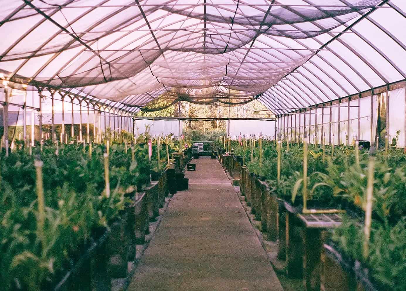 Buy Live Orchids Online – Grown in Hawaii with Aloha