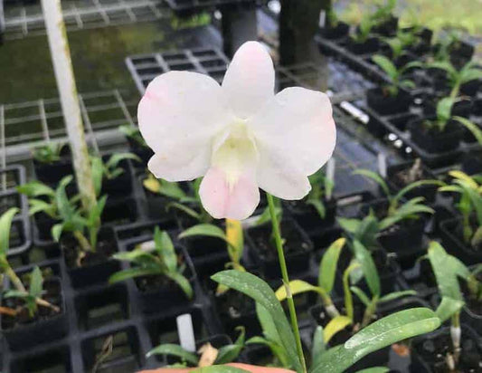 Dendrobium Suree Peach, Blooming Size Orchid, Comes in 4" Pot