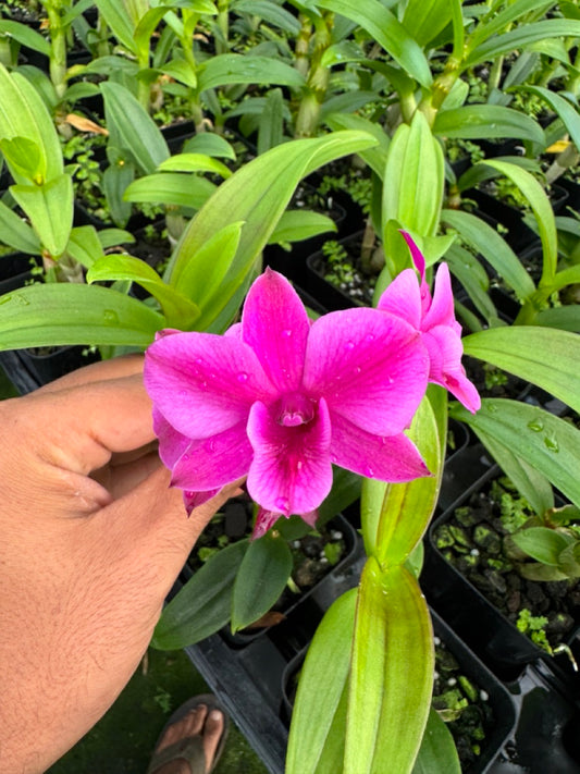 Dendrobium LD Red Comes in 4" Pot