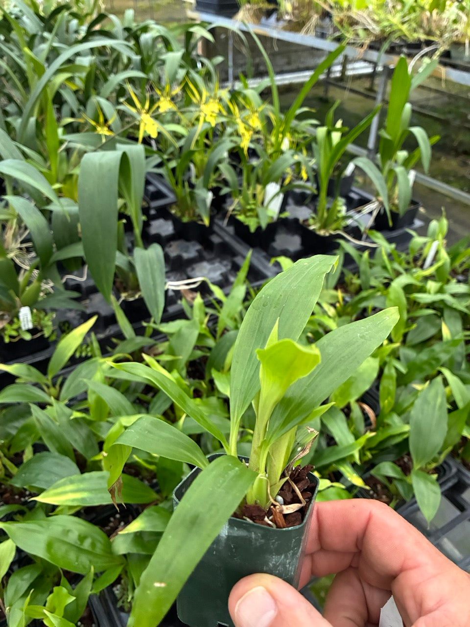 Gongora gratulabunda Orchid 2" Pot | Blooming Size for Sale  'Flava' Variety