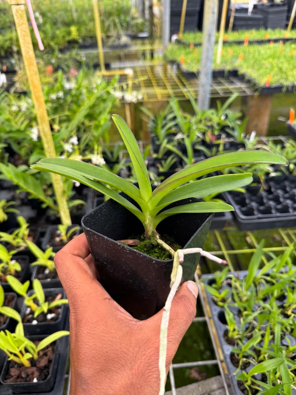 Ascocenda Kultana Orose × Thai Ruby – Compact Vanda-Type Orchid – Vibrant Hybrid – Hawai‘i Grown Orchid Plant- 4" pot