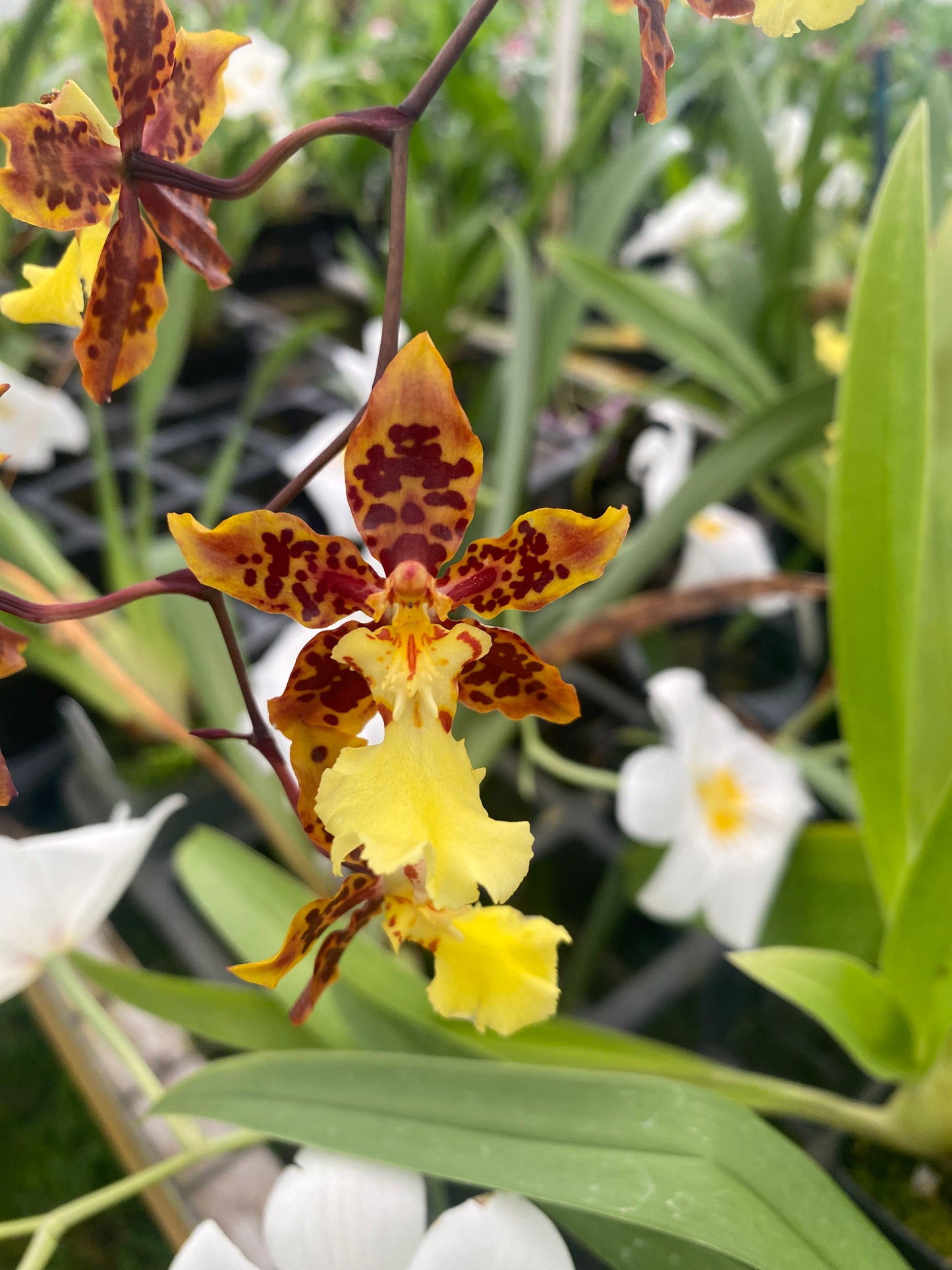 Orchid Odontocidium Sunlight 'Pesky panther' Live plants