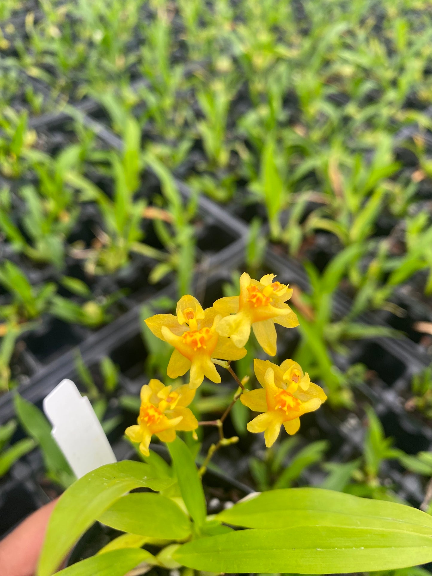 Oncidium Twinkle 'Yellow Bird' Fragrant Orchid From Hawaii