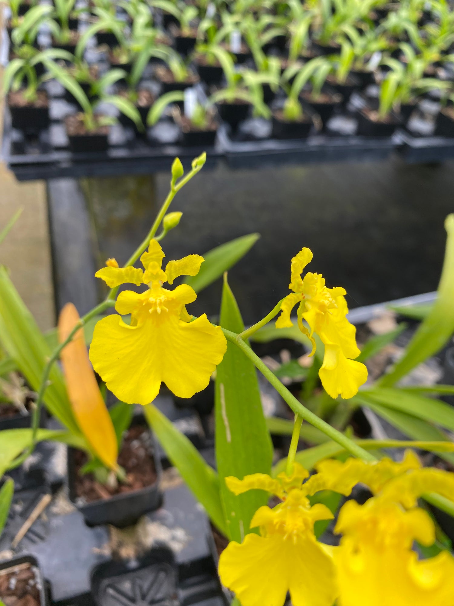 dancing lady succulent Oncidium Dancing-lady 'Yellow' Orchid Blooming Size 4" Pot