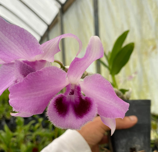 Dendrobium Honohono Fragrant orchid live plant From Hawaii blooming size - Aloha Hawaii Orchids