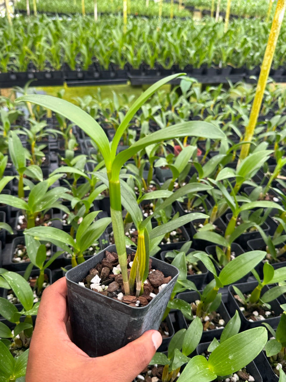 Dendrobium Roy Tokunaga Orchid – Live Dendrobium Orchid Plant, Blooming Size