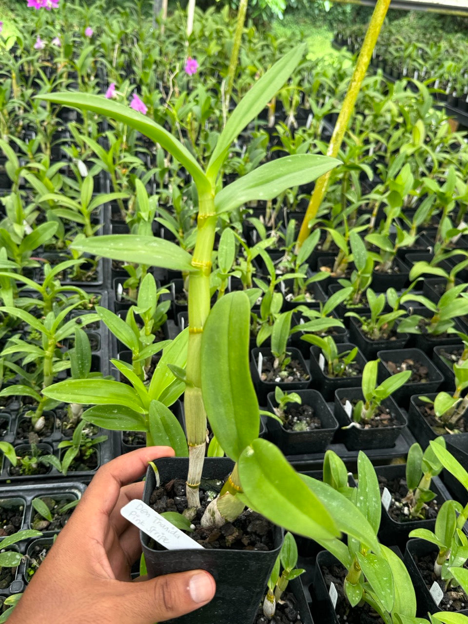 Dendrobium Tanida Pink Stripe Orchid – Live Dendrobium Orchid Plant, Blooming Size