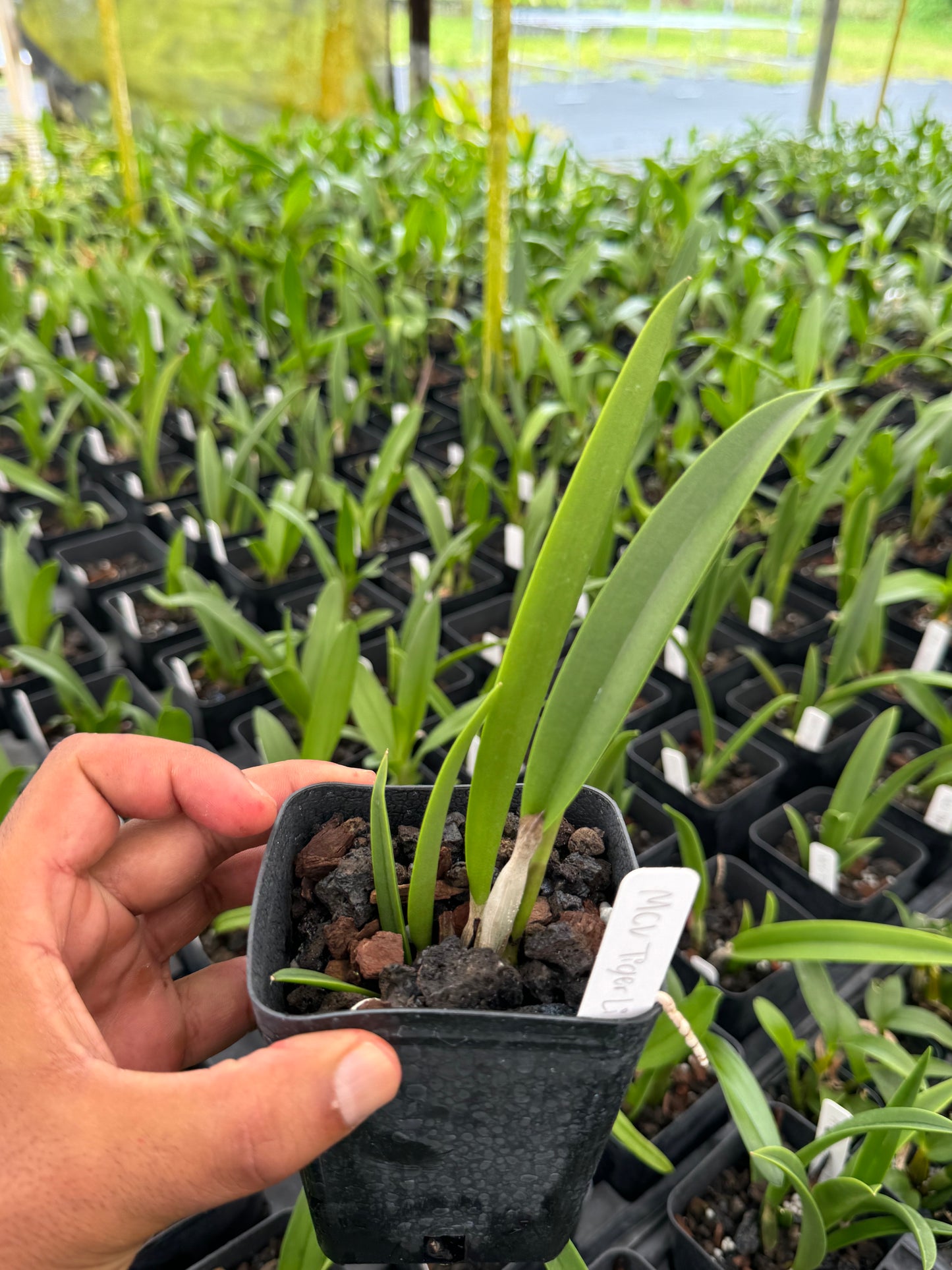 Myrmecatavola Tiger Lily Orchid – Live Orchid Plant, Blooming Size 4" Pot