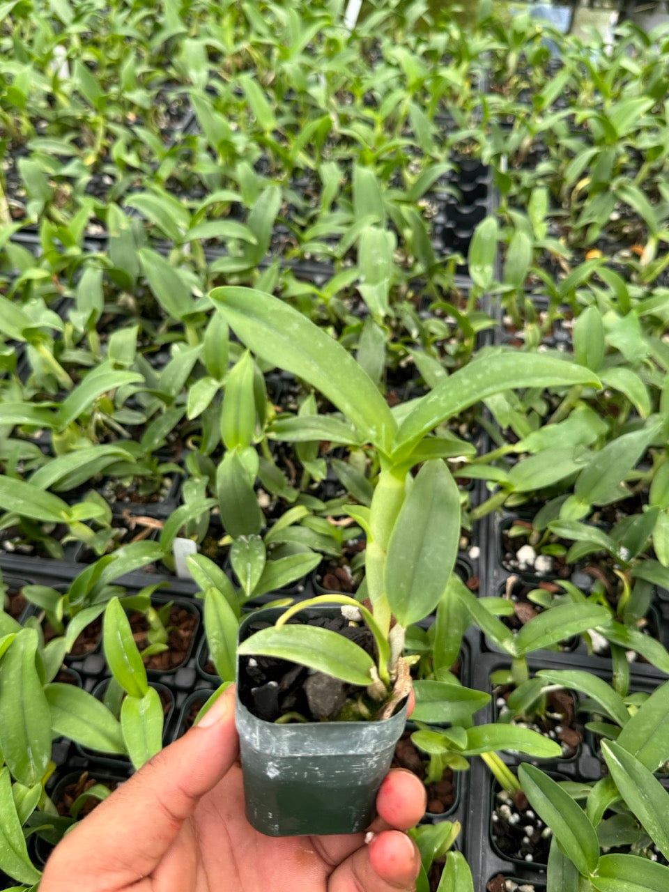 Cattleya aurantiaca Orchid – Orange Cattleya Orchid Plant - Comes in 2" Pot