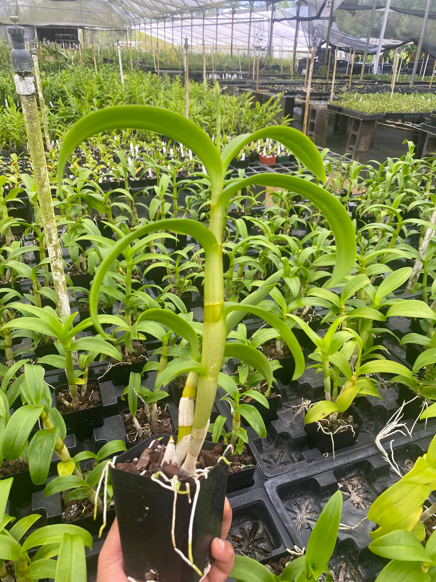 Dendrobium Aridang Green 4" Pot Blooming size