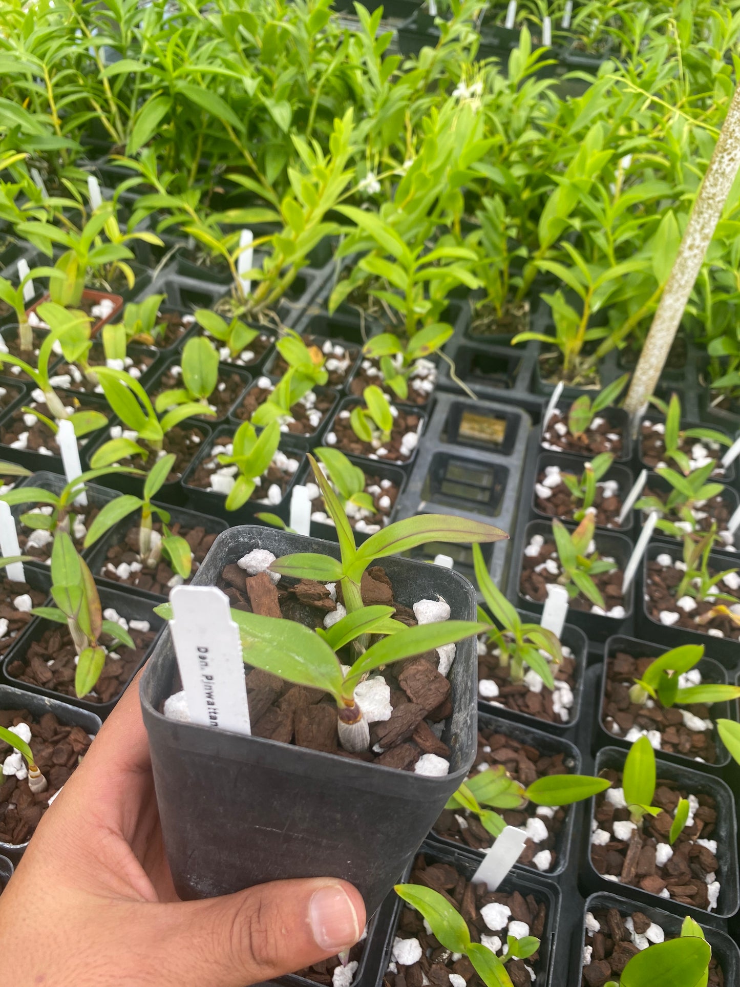 Dendrobium Pinwattana Comes in 4" Pot