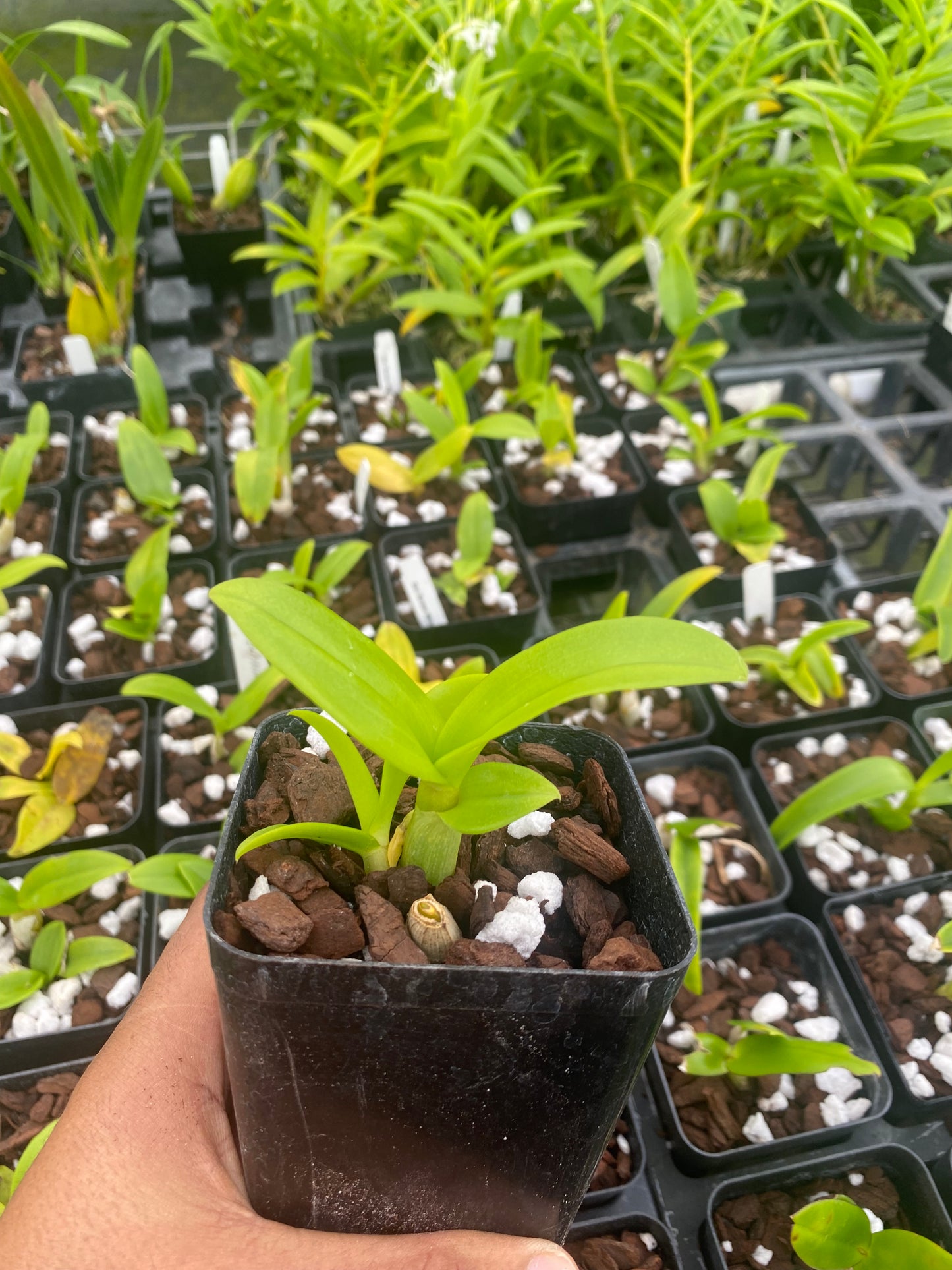 Dendrobium Burana White Comes in 4" Pot