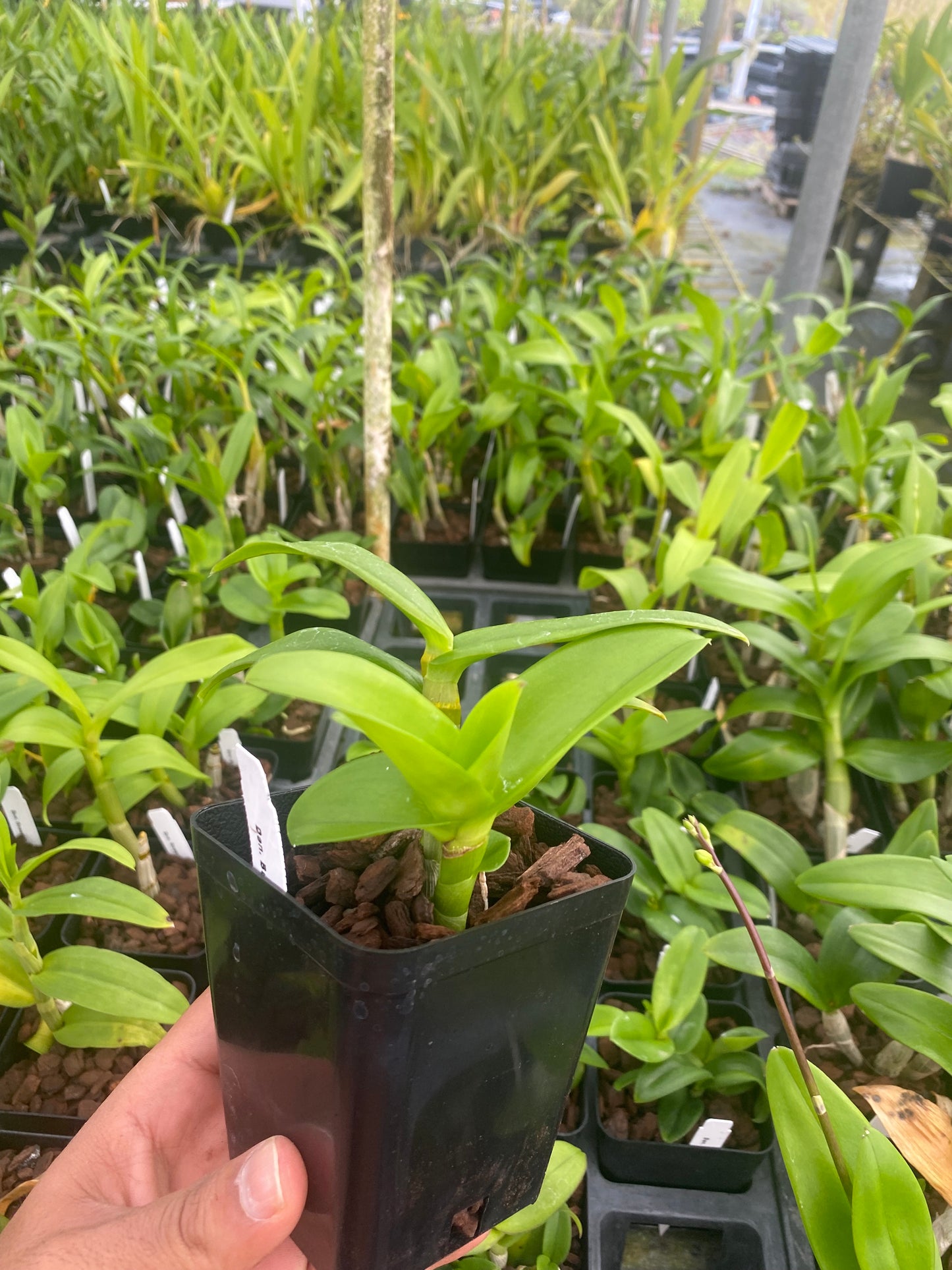 Dendrobium Burana Green star 4" Pot