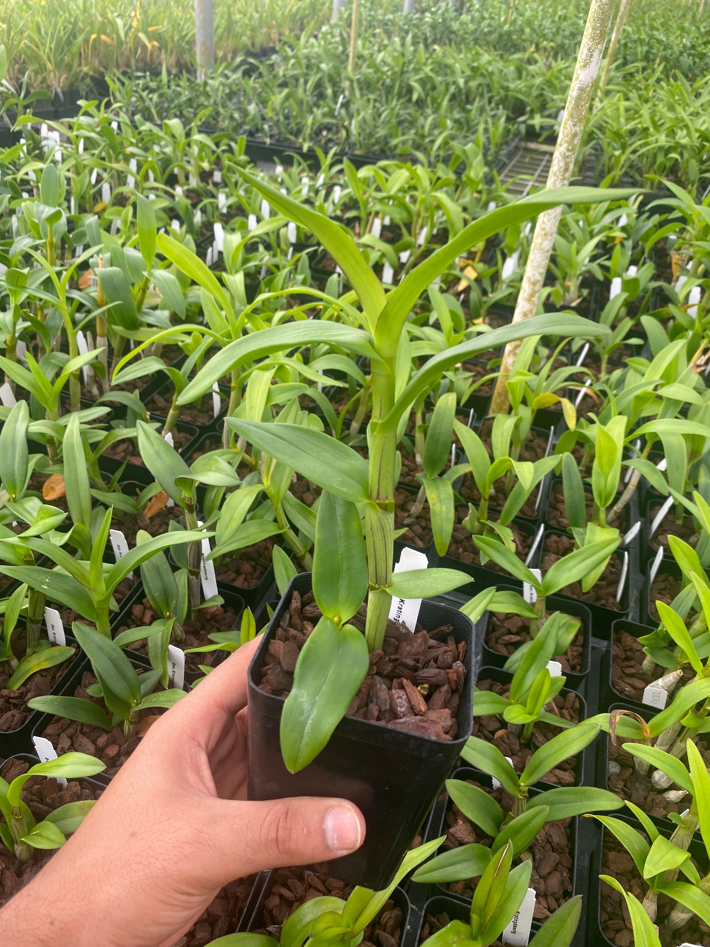 Dendrobium Kratingdaeng Comes in 4" Pot