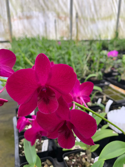 Dendrobium LD Red Comes in 4" Pot