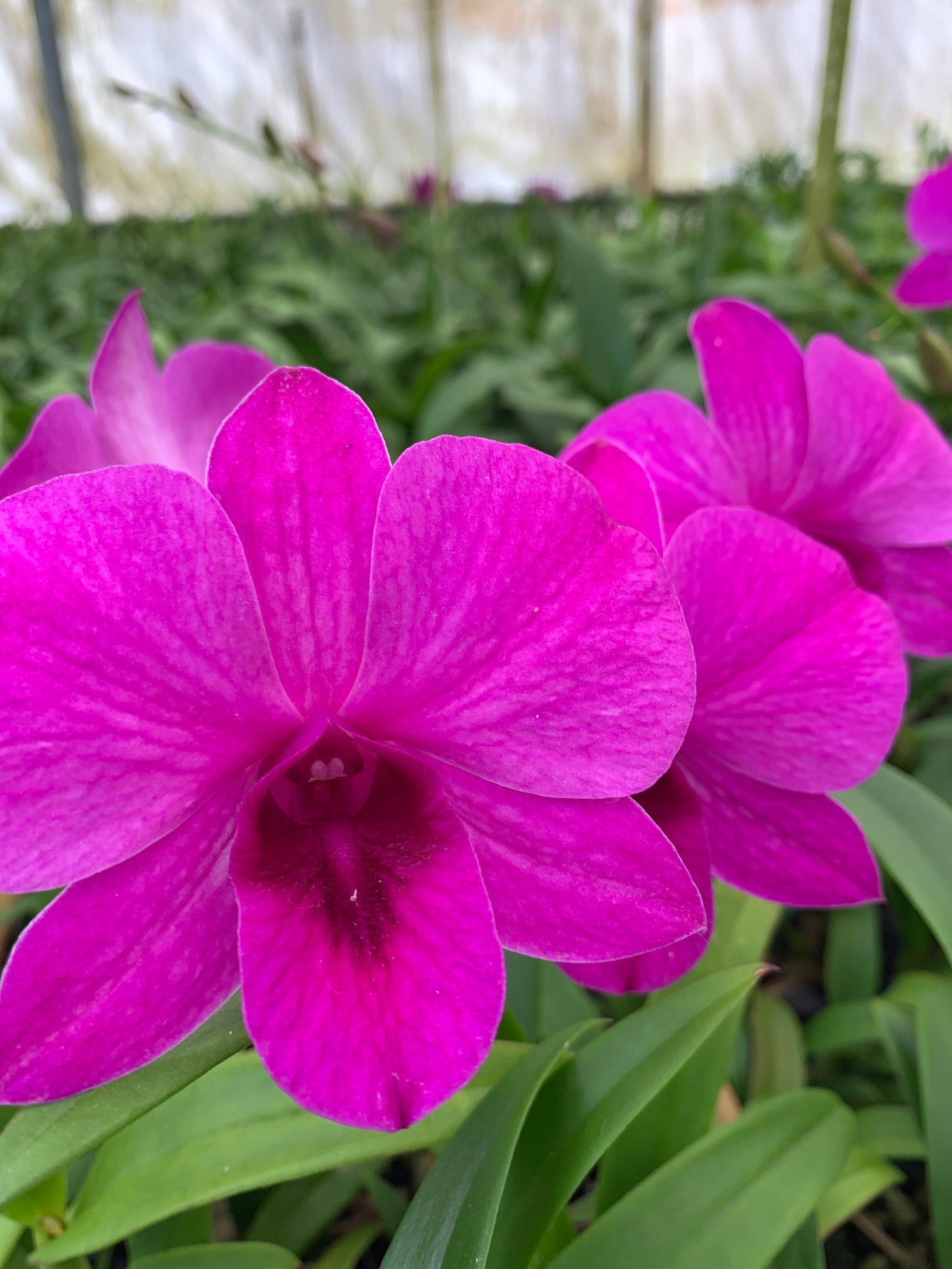 Dendrobium XL 2 Orchid Comes in 4 Dendrobium XL 2 Orchid Comes in 4