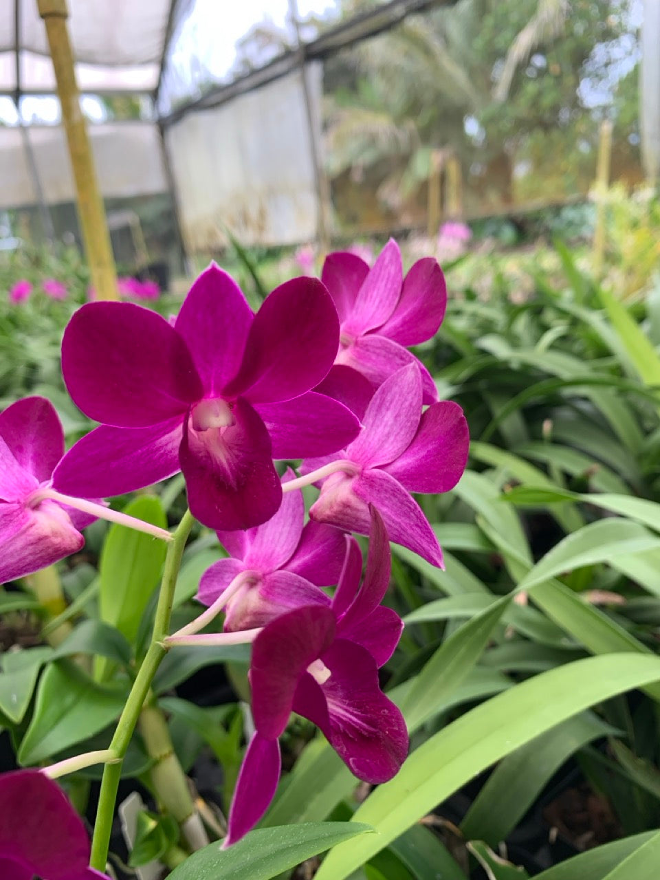 Dendrobium Genting Red Comes in 4" Pot