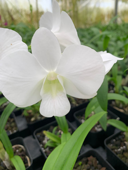 Dendrobium Emma Burana White Orchid Comes in 4" Pot - Aloha Hawaii Orchids