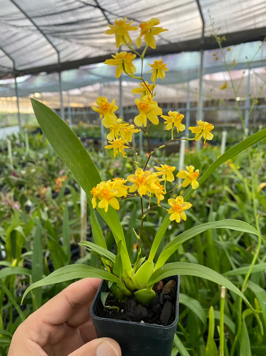 Oncidium Twinkle 'Yellow Bird' 2" pot Fragrant Orchid From Hawaii