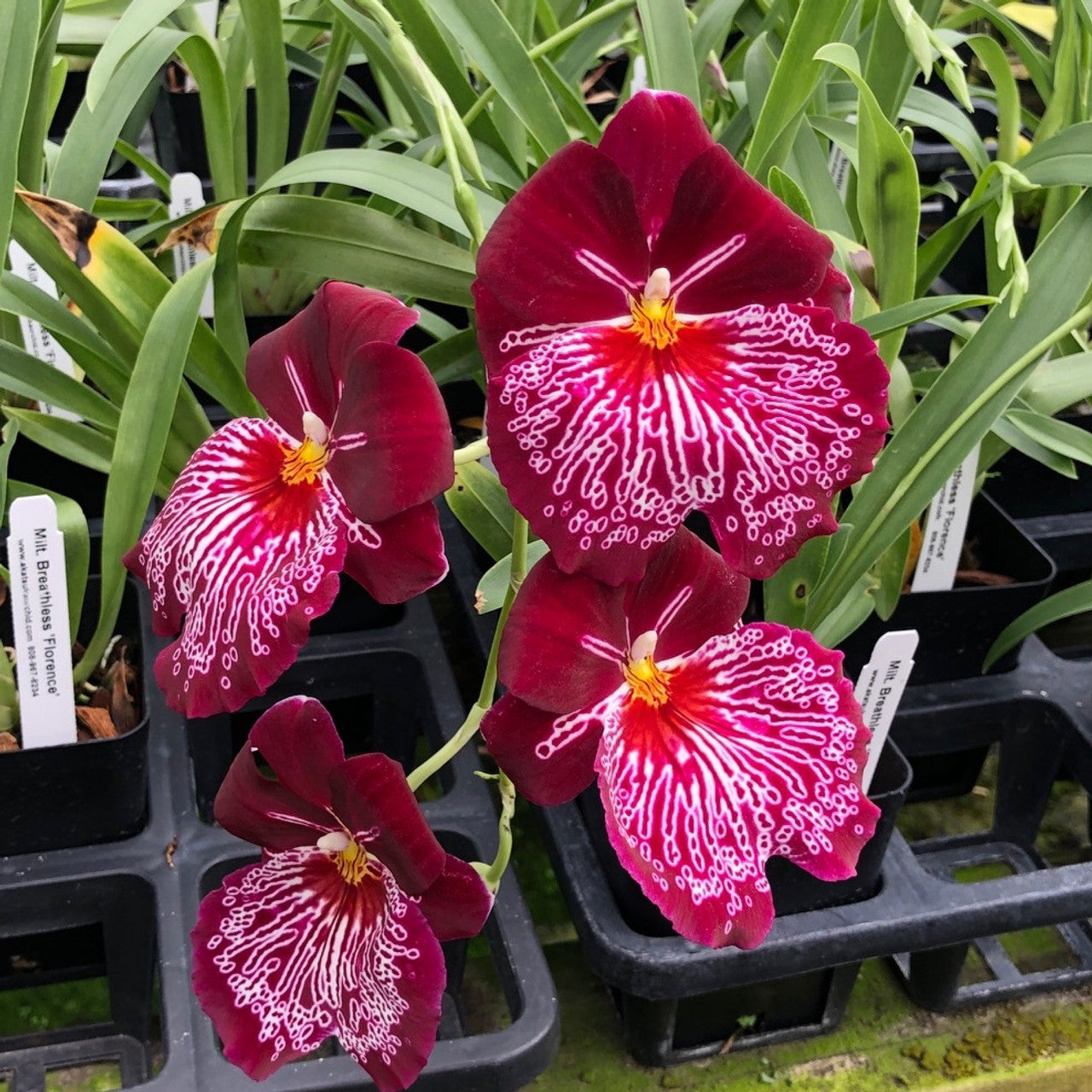 Charming Miltoniopsis Breathless ‘Florence’ Orchid Blooming Size