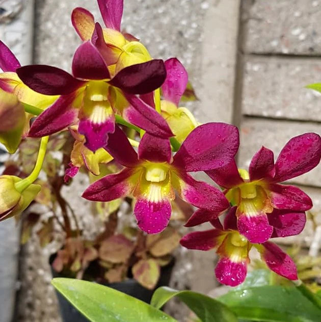 Dendrobium Morning Sun Comes in 4" Pot