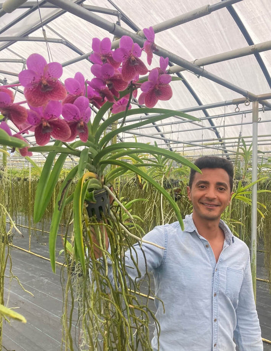 Vanda Orchid from Hawaii