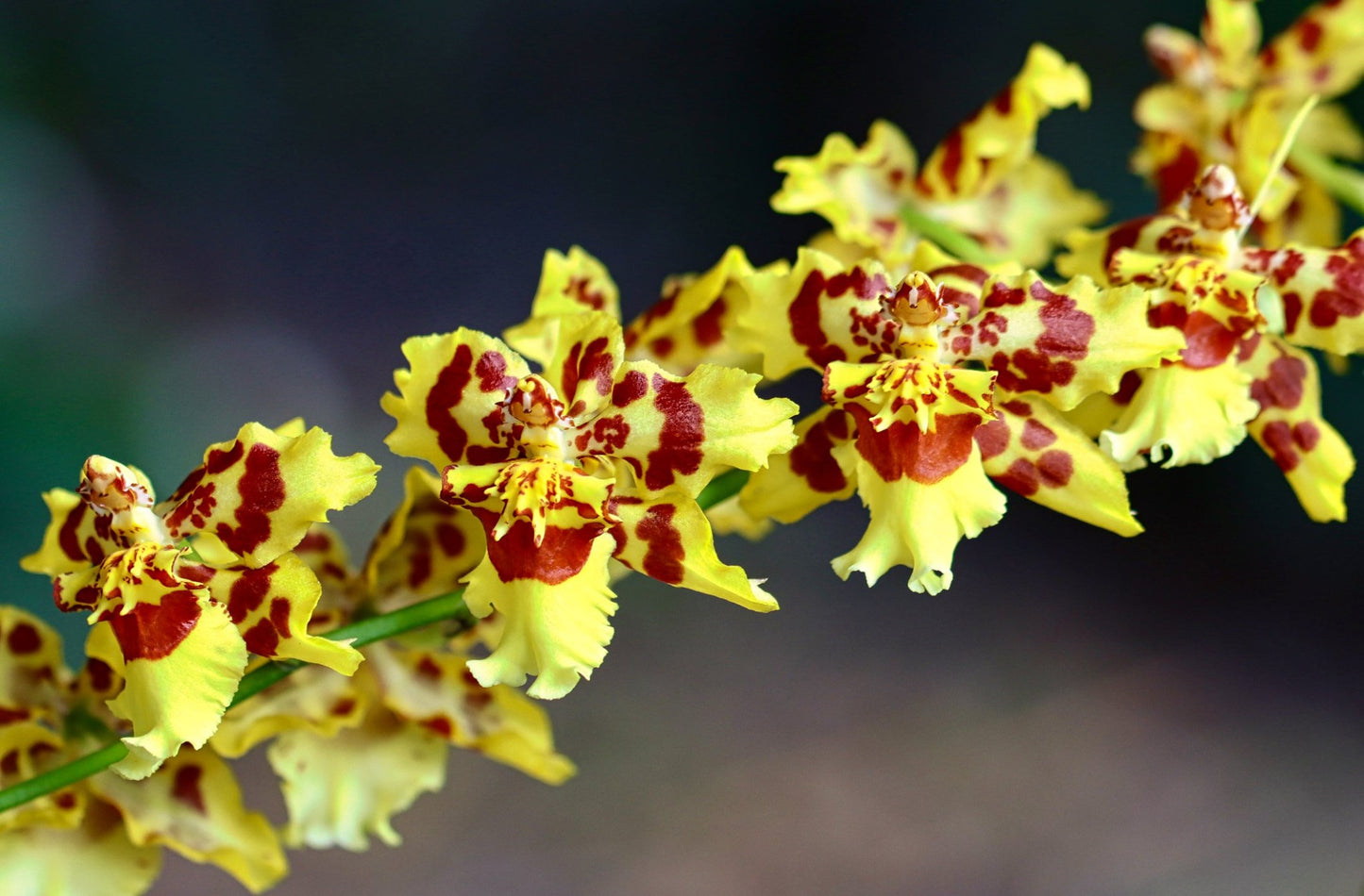 Orchid Pacific Passage 'Peach Cobbler' 4” live plants