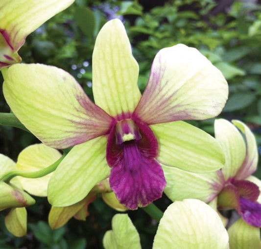 Dendrobium Thongchai Gold 'Viroj' Orchid Comes in 4" Pot - Aloha Hawaii Orchids