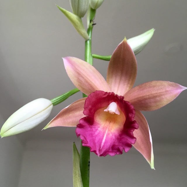 Phaius Ramona Harris 'Looking At You' 4" Pot Orchid