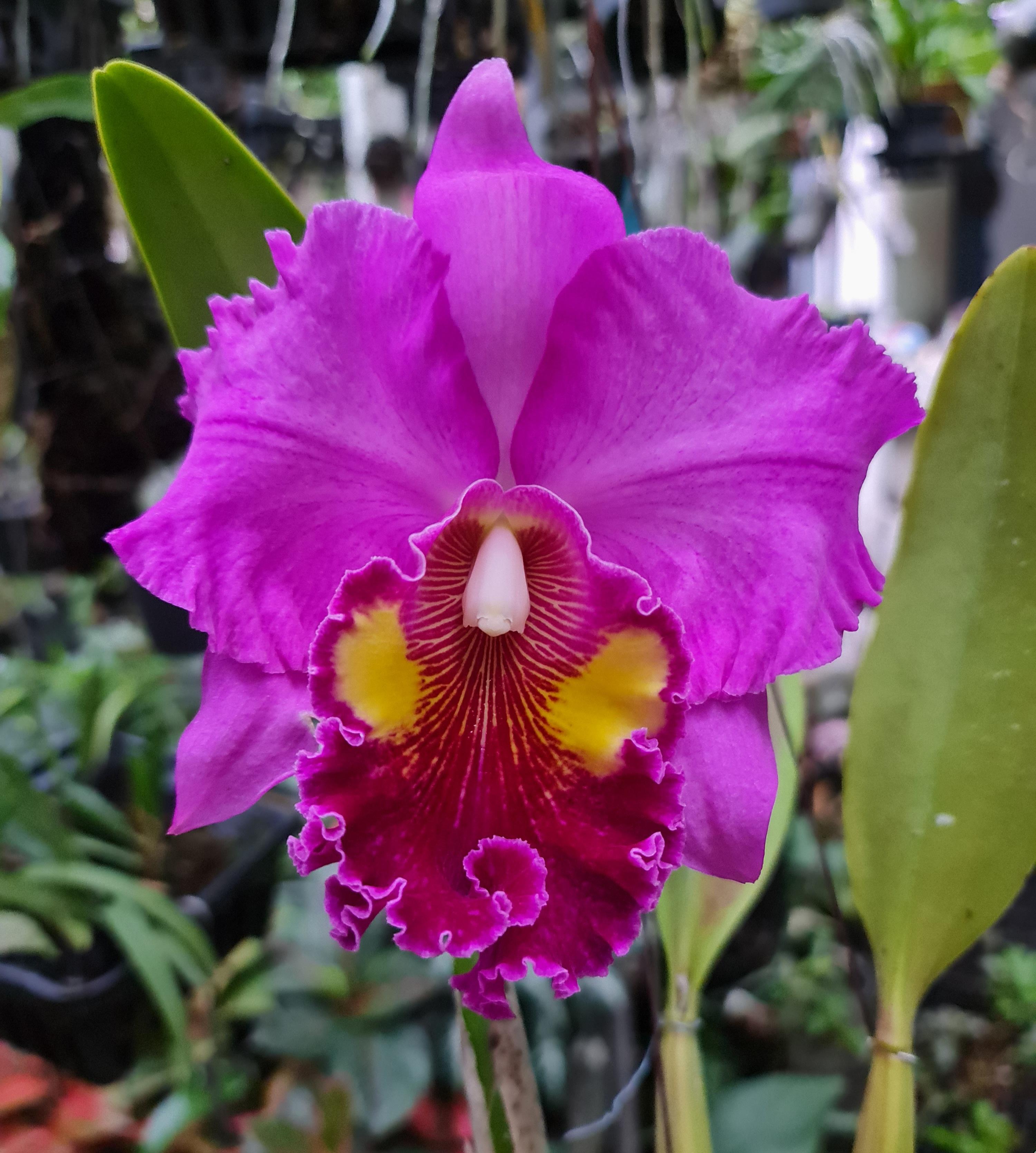 Rhyncholaeliocattleya Thongsupan x Rlc Sriprathum Pink 2