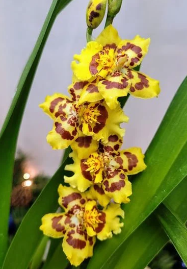 Orchid Pacific Passage 'Peach Cobbler' 4” live plants
