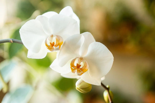 White Phalaenopsis Orchid Blooming size - Aloha Hawaii Orchids