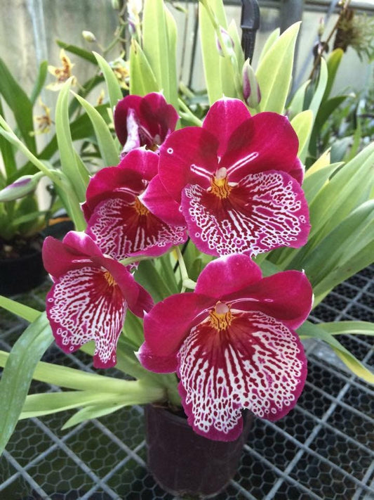 Orchid Miltoniopsis Breathless 'Beauty' Live Plants