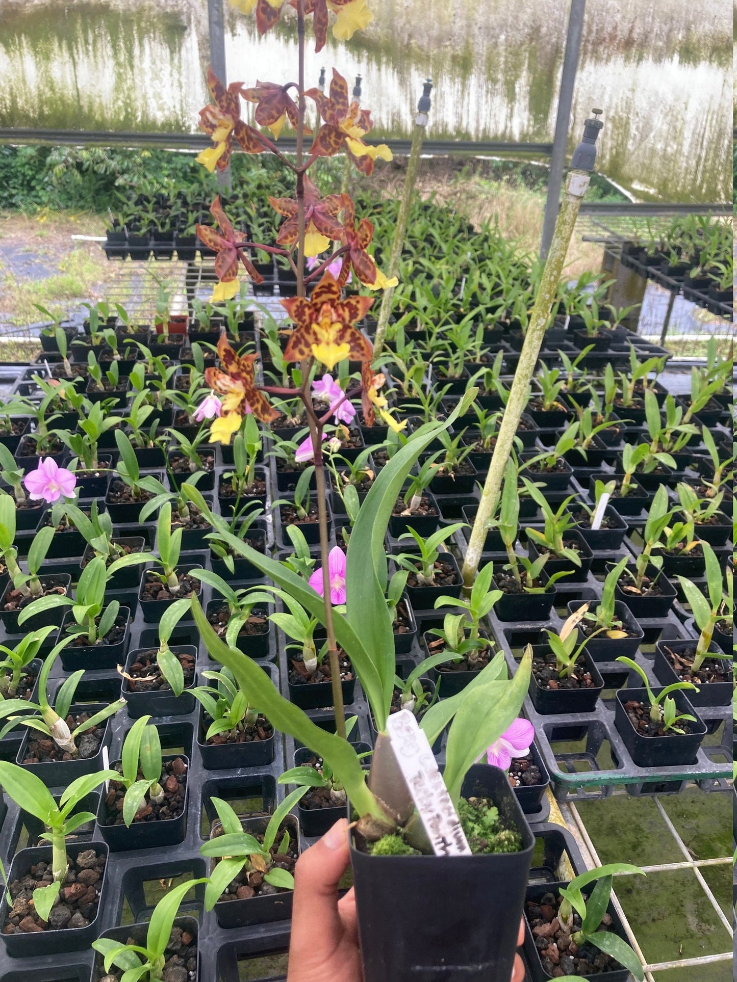 Orchid Odontocidium Sunlight 'Pesky panther' Live plants