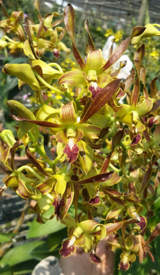 Dendrobium Chan-Chao Comes in 2" Pot