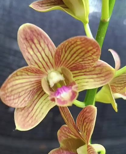 Dendrobium Buddy Brown Orchid – Live Dendrobium Orchid Plant, Blooming Size