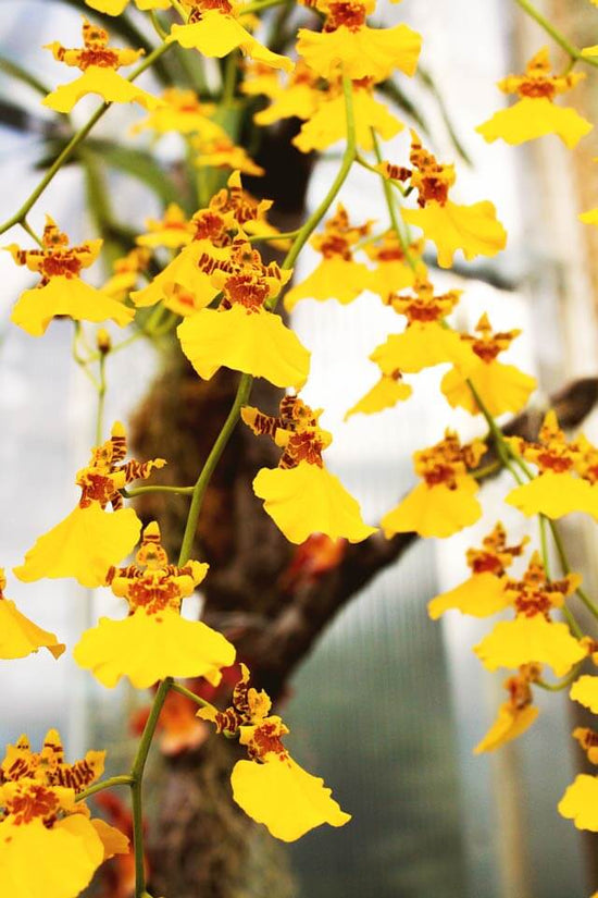 oncidium dancing lady orchid from Hawaii