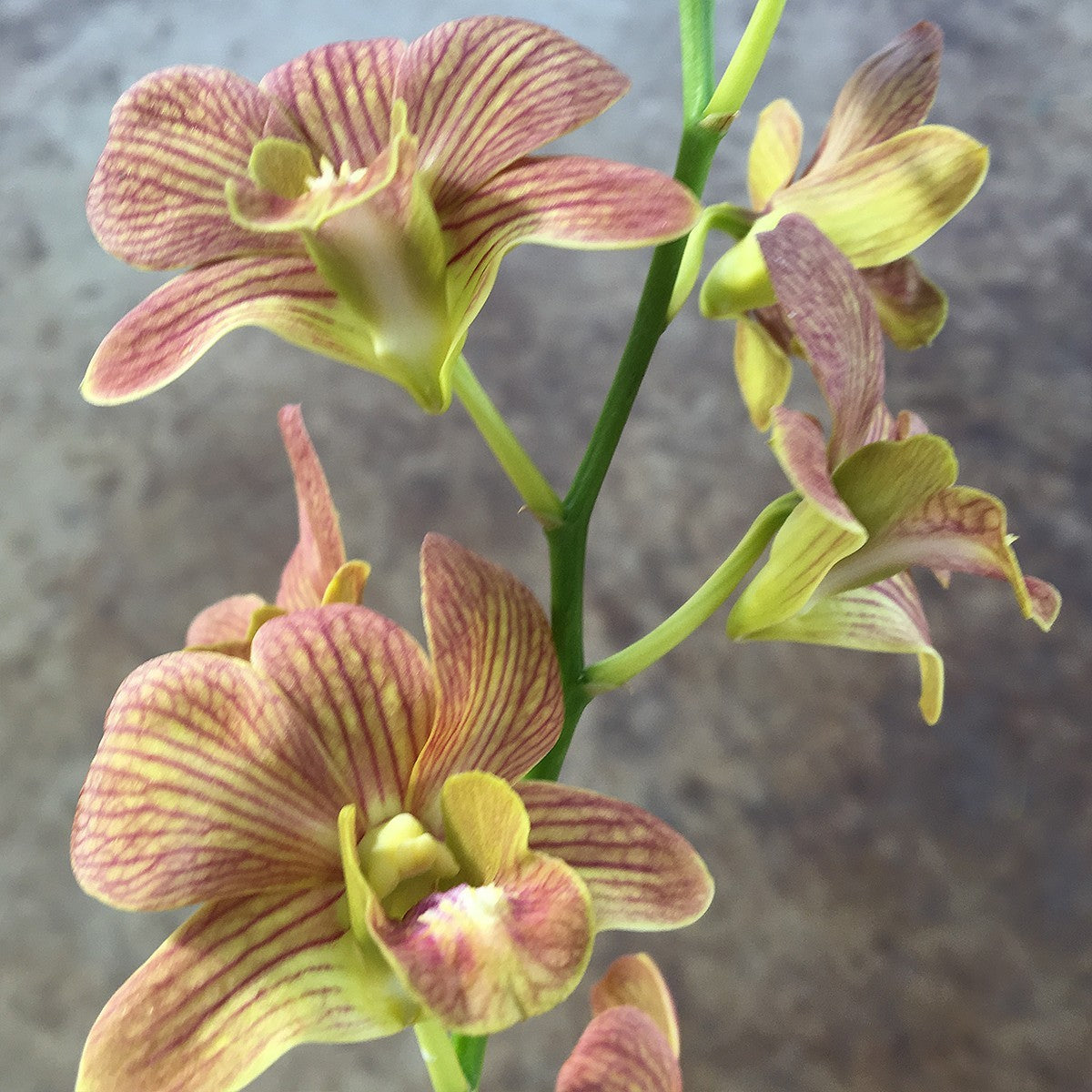 Dendrobium Buddy Brown Orchid – Live Dendrobium Orchid Plant, Blooming Size